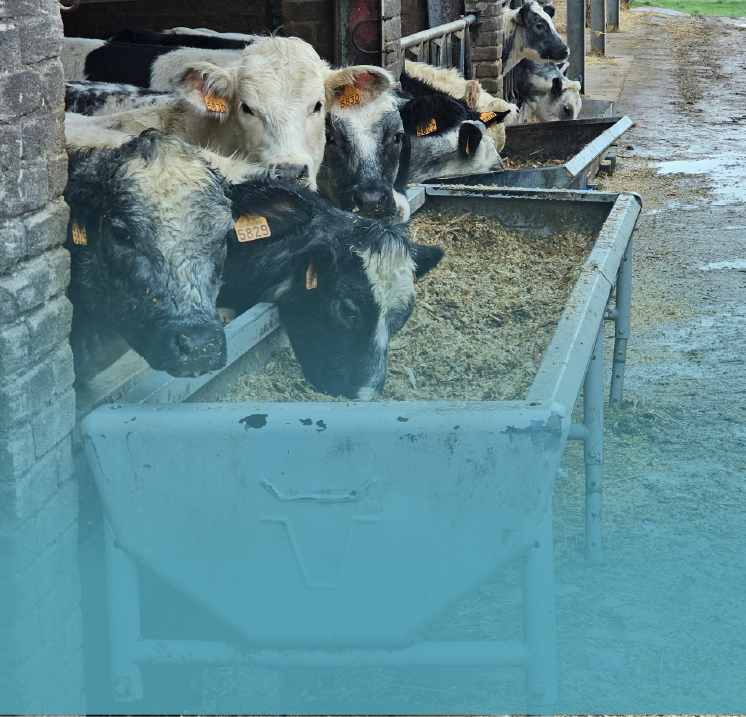 Animal Health & Nutrition
