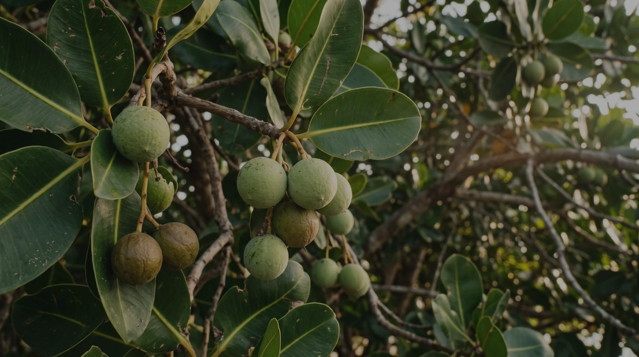 Tamanu Plant