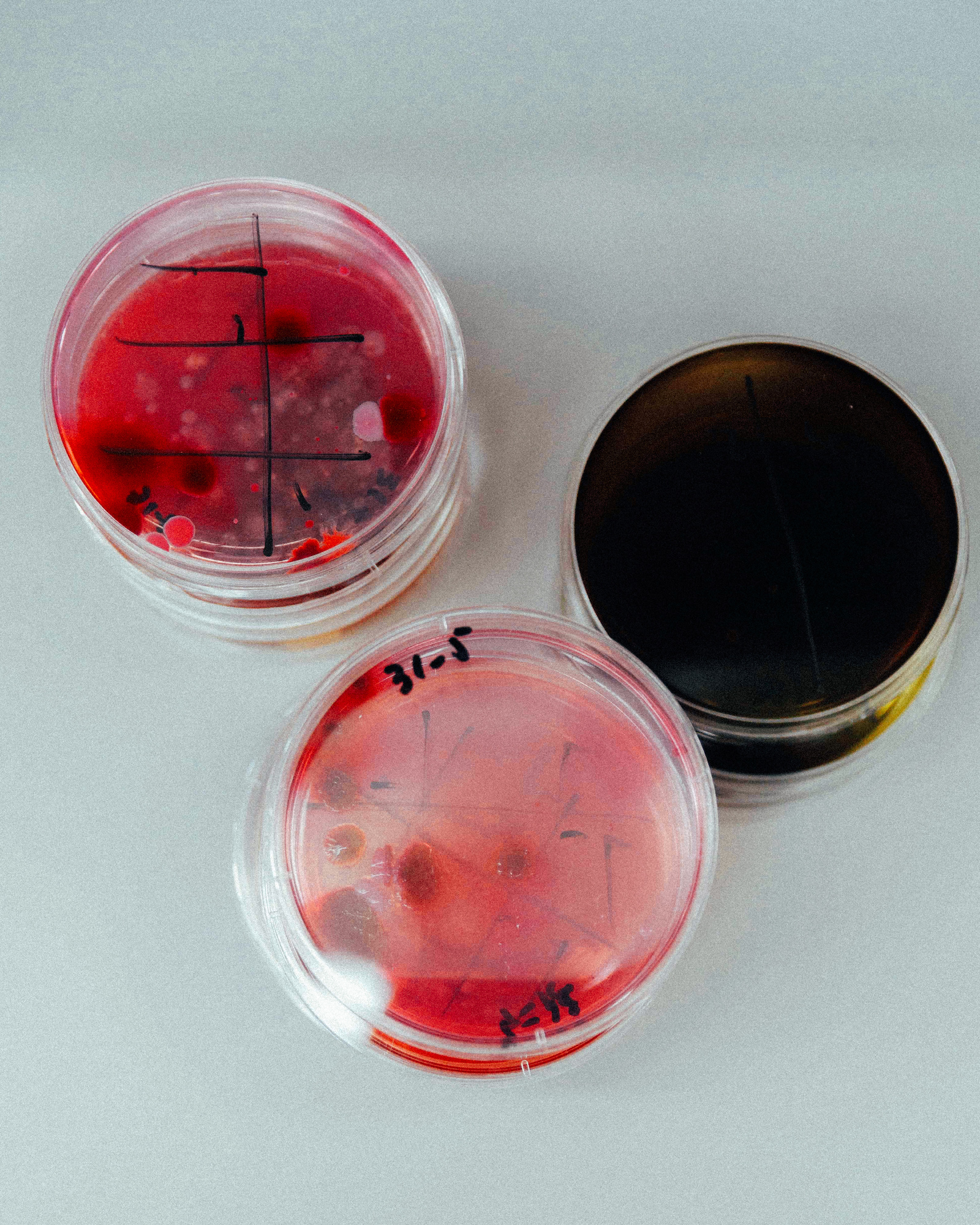 Microbiological Contamination Testing